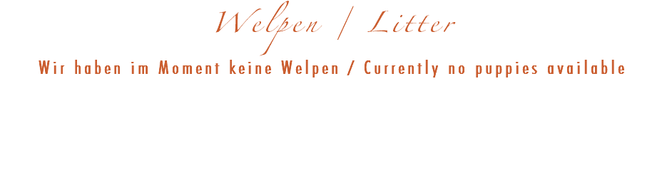 Welpen / Litter Wir haben im Moment keine Welpen / Currently no puppies available 