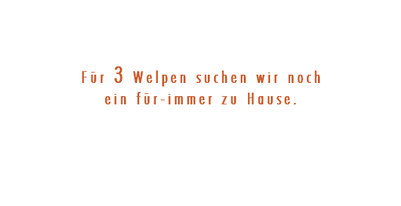 &nbsp;Für 3 Welpen suchen wir noch ein für-immer zu Hause. 