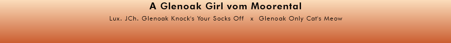 A Glenoak Girl vom Moorental Lux. JCh. Glenoak Knock's Your Socks Off x Glenoak Only Cat's Meow 