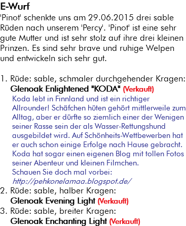 E-Wurf 'Pinot' schenkte uns am 29.06.2015 drei sable Rüden nach unserem 'Percy'. 'Pinot' ist eine sehr gute Mutter und ist sehr stolz auf ihre drei kleinen Prinzen. Es sind sehr brave und ruhige Welpen und entwickeln sich sehr gut. 1. Rüde: sable, schmaler durchgehender Kragen: Glenoak Enlightened "KODA" (Verkauft) Koda lebt in Finnland und ist ein richtiger Allrounder! Schäfchen hüten gehört mittlerweile zum Alltag, aber er dürfte so ziemlich einer der Wenigen seiner Rasse sein der als Wasser-Rettungshund ausgebildet wird. Auf Schönheits-Wettbewerben hat er auch schon einige Erfolge nach Hause gebracht. Koda hat sogar einen eigenen Blog mit tollen Fotos seiner Abenteur und kleinen Filmchen. Schauen Sie doch mal vorbei: http://pehkonelamaa.blogspot.de/ 2. Rüde: sable, halber Kragen: Glenoak Evening Light (Verkauft) 3. Rüde: sable, breiter Kragen: Glenoak Enchanting Light (Verkauft)