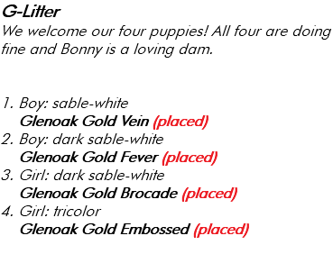 G-Litter We welcome our four puppies! All four are doing fine and Bonny is a loving dam. 1. Boy: sable-white Glenoak Gold Vein (placed) 2. Boy: dark sable-white Glenoak Gold Fever (placed) 3. Girl: dark sable-white Glenoak Gold Brocade (placed) 4. Girl: tricolor Glenoak Gold Embossed (placed) 