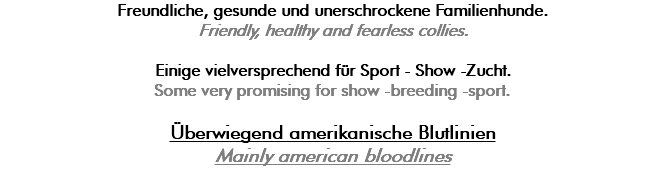 Freundliche, gesunde und unerschrockene Familienhunde. Friendly, healthy and fearless collies. Einige vielversprechend für Sport - Show -Zucht. Some very promising for show -breeding -sport. Überwiegend amerikanische Blutlinien Mainly american bloodlines 