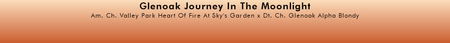 Glenoak Journey In The Moonlight Am. Ch. Valley Park Heart Of Fire At Sky's Garden x Dt. Ch. Glenoak Alpha Blondy 