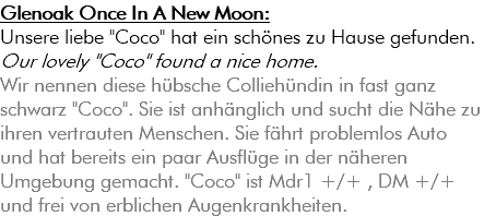 Glenoak Once In A New Moon: Unsere liebe "Coco" hat ein schönes zu Hause gefunden. Our lovely "Coco" found a nice home. Wir nennen diese hübsche Colliehündin in fast ganz schwarz "Coco". Sie ist anhänglich und sucht die Nähe zu ihren vertrauten Menschen. Sie fährt problemlos Auto und hat bereits ein paar Ausflüge in der näheren Umgebung gemacht. "Coco" ist Mdr1 +/+ , DM +/+ und frei von erblichen Augenkrankheiten. 