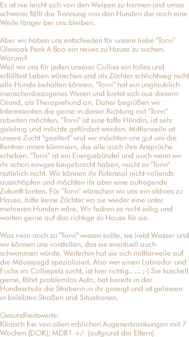 Es ist nie leicht sich von den Welpen zu trennen und umso schwerer fällt die Trennung von den Hunden die noch eine Weile länger bei uns bleiben. Aber wir haben uns entschieden für unsere liebe "Torvi" Glenoak Peek A Boo ein neues zu Hause zu suchen. Warum? Weil wir uns für jeden unserer Collies ein tolles und erfülltest Leben wünschen und als Züchter schlichtweg nicht alle Hunde behalten können. "Torvi" hat ein unglaublich menschenbezogenes Wesen und bietet sich aus diesem Grund, als Therapiehund an. Daher begrüßen wir Interessenten die gerne in dieser Richtung mit "Torvi" arbeiten möchten. "Torvi" ist eine taffe Hündin, ist sehr gelehrig und möchte gefördert werden. Mittlerweile ist unsere Zucht "gealtert" und wir möchten uns gut um die Rentner:innen kümmern, die alle auch ihre Ansprüche erheben. "Torvi" ist ein Energiebündel und auch wenn wir ihr schon einiges beigebracht haben, reicht es "Torvi" natürlich nicht. Wir können ihr Potenzial nicht vollends ausschöpfen und möchten ihr aber eine aufregende Zukunft bieten. Für "Torvi" wünschen wir uns ein aktives zu Hause, bitte keine Züchter wo sie wieder eine unter mehreren Hunden wäre. Wir haben es nicht eillig und warten gerne auf das richtige zu Hause für sie. Was man noch zu "Torvi" wissen sollte, sie liebt Wasser und wir können uns vorstellen, das sie eventuell auch schwimmen würde. Weiterhin hat sie sich mittlerweile auf die Mäusejagd spezialisiert. Also wer einen Labrador und Fuchs im Colliepelz sucht, ist hier richtig.. ... ;-) Sie kuschelt gerne, fährt problemlos Auto, hat bereits in der Hundeschule die Streberin in ihr gezeigt und ist gelassen in belebten Straßen und Situationen. Gesundheitswerte: Klinisch frei von allen erblichen Augenerkrankungen mit 7 Wochen (DOK), MDR1 +/- (aufgrund der Eltern)